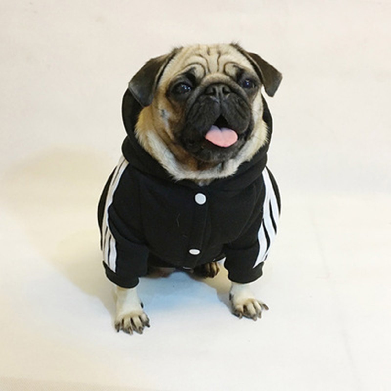Dog Apparel